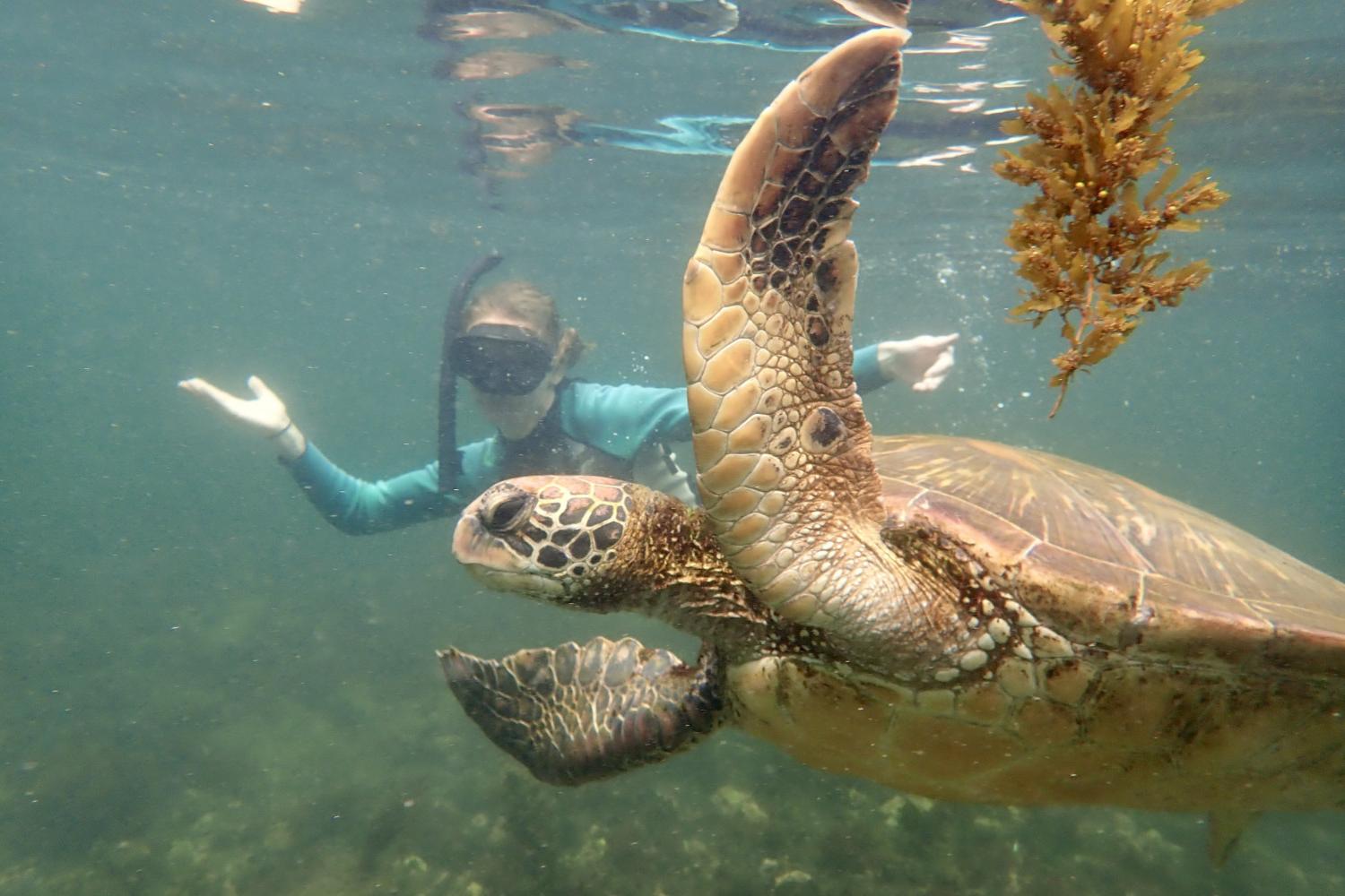 一名<a href='http://zb.as-oil.com'>博彩网址大全</a>学生在Galápagos群岛游学途中与一只巨龟游泳.